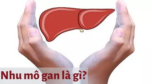 Nhu mô gan là gì? Cần làm gì khi nhu mô gan bị tổn thương?